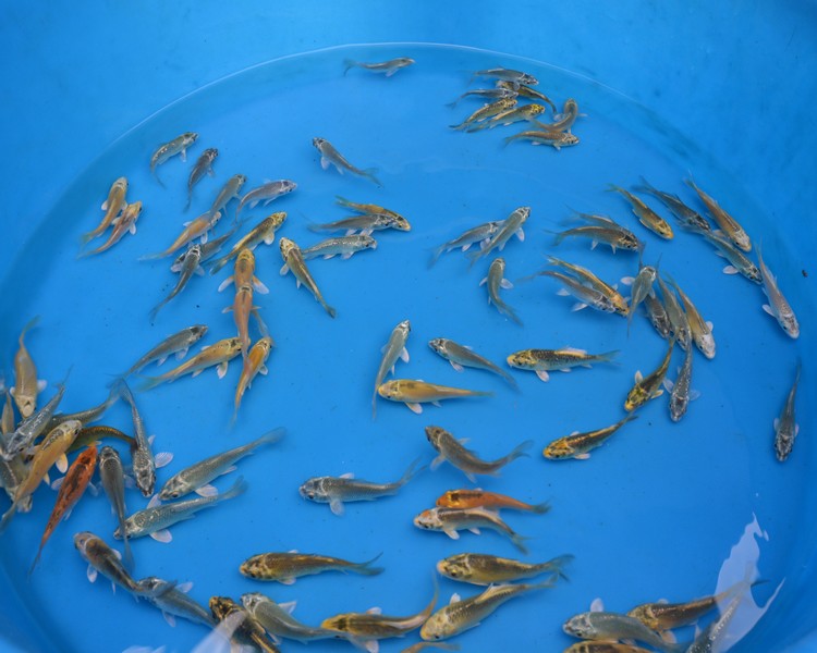 Buy Ghost Koi Online The Carp Co